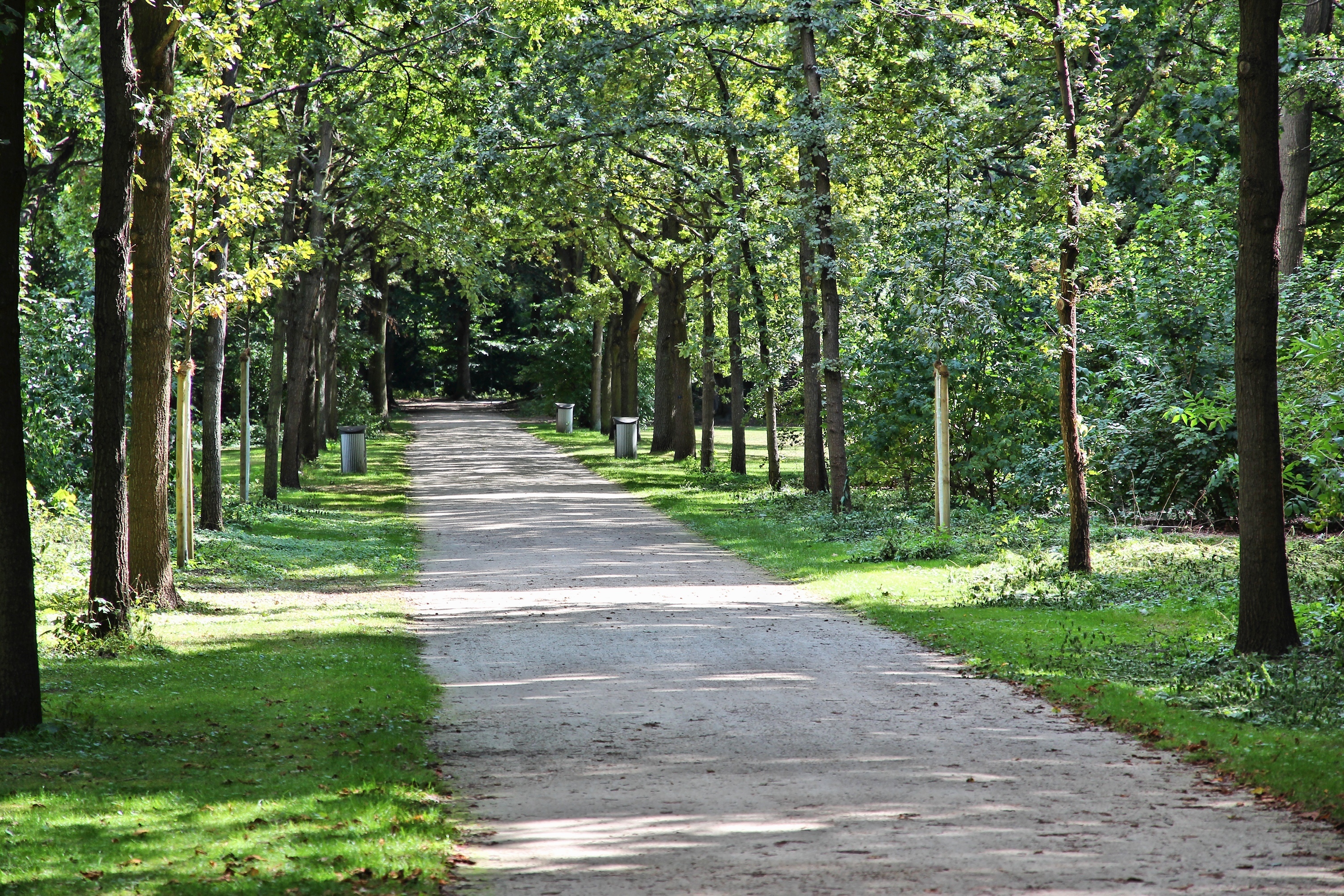 Wide park path under trees with sunlight and greenery