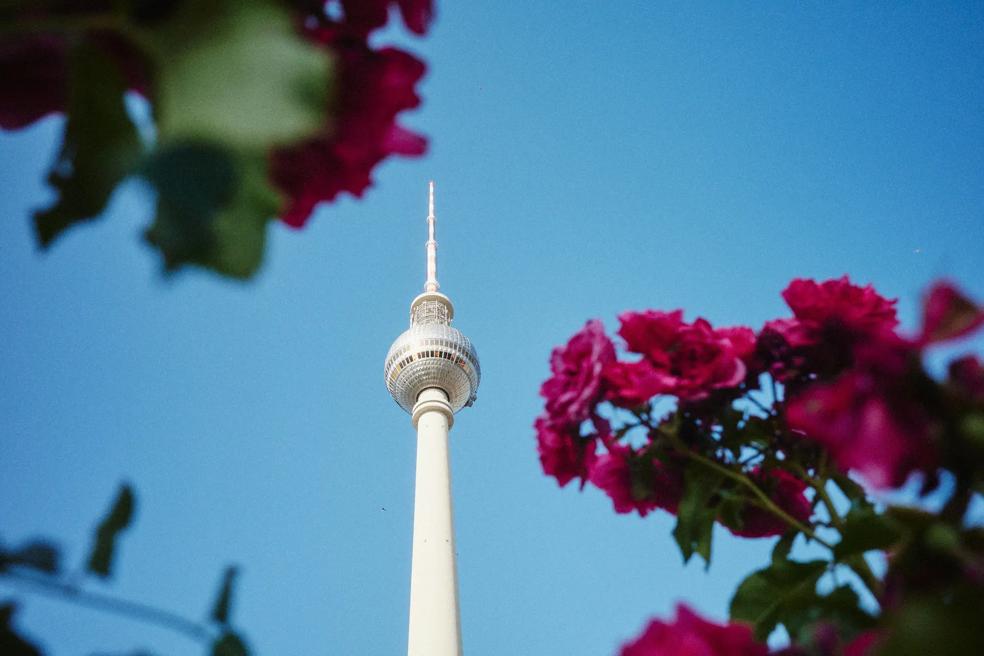 TV tower against blue sky with blurred pink flowers in foreground